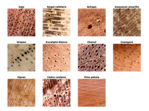 Figure from article: TropicWoodID: A Novel...