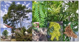 Figure from article: Managing the invasive...